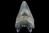 Serrated, Lower Megalodon Tooth - Beautiful Enamel #76177-1